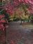 Breeholds Gardens - Mount Wilson Image -645068c5bd8fa
